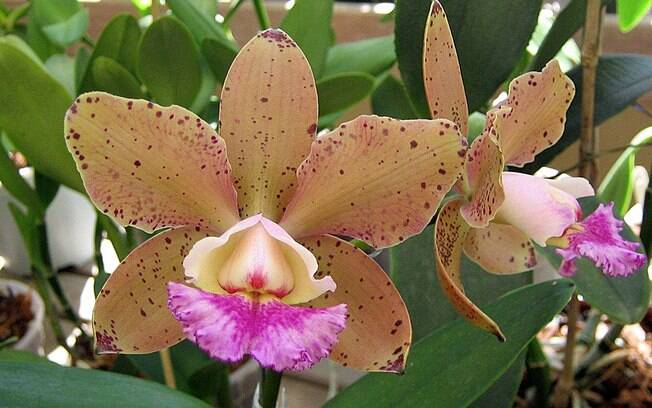 Orquídea da espécie Cattleya Lagoa Doce