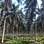 A fazenda da Sococo de Mojú tem 6 mil hectares e 965.000 pés de coco. Cada um dá 2 cachos em 45 dias, cada cacho tem 8 cocos. Foto: Roberta Malta