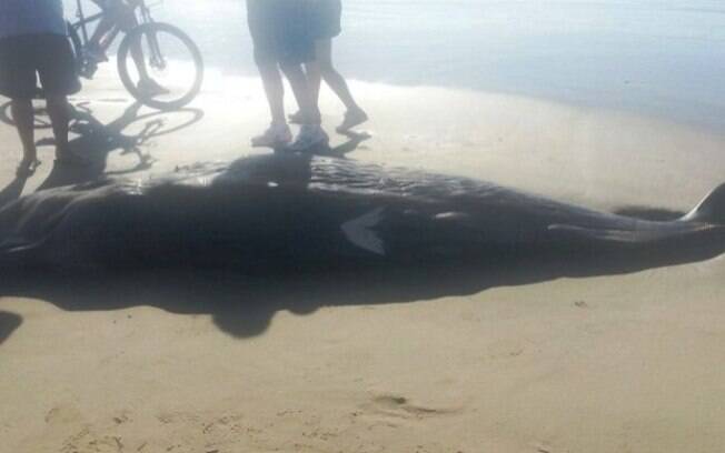 Animal foi encontrado nesta manhã na beira da praia de Santa Rita, Rio Grande do Sul