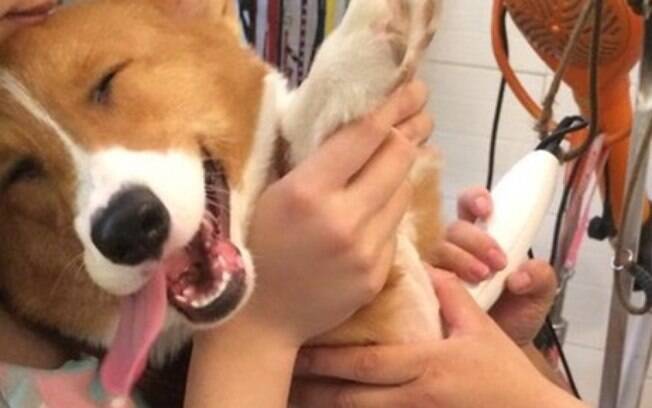 Cachorro sorrindo.