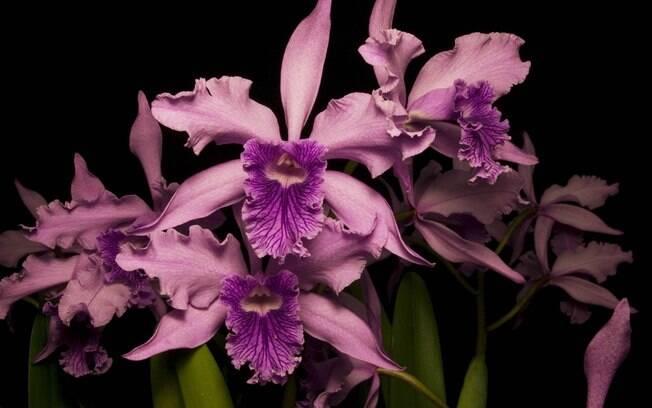 Orquídeas como a espécie Laelia lobata devem ficar em locais iluminados