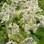 Exposta no jardim inglês, a Giant hogweed (Heracleum mantegazzianum) tem uma seiva que pode ocasionar queimaduras de terceiro grau. Foto: Divulgação