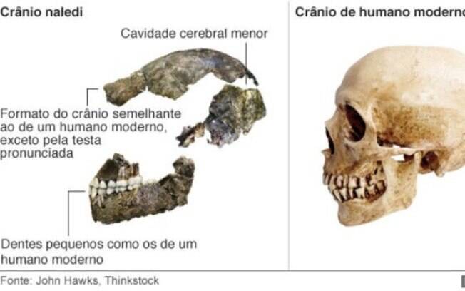 Diferenças entre o crânio do Homo naledis e do humano moderno