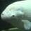 Peixe viciado em Kit Kat, Inglaterra: Gary, da espécie gourami, chegou a aquário em Londres pesando 4kg e viciado no chocolate, em 2011. Foto: Reprodução/Youtube