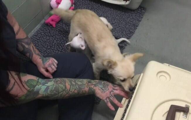 Cachorrinha fica super feliz no reencontro com filhotes.
