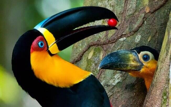 Mamãe tucano levando frutinha pro pequeno tucaninho