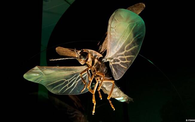 Este vaga-lume, representado acima em um modelo 65 vezes maior do que o original real, é encontrado no centro e no sudeste dos EUA