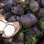 Desse coco é aproveitada apenas a polpa. As frutas que viram água de coco na caixinha são cultivadas em outra fazenda, também no Pará. Foto: Roberta Malta