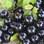 Jabuticaba: é rica em vitaminas do complexo B, cálcio, fósforo e ferro. Também é pouco calórica (100g da fruta têm apenas 45 calorias). Foto: Getty Images