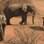 Elefantes 'desordeiros' matam rinocerontes, África: elefantes mais velhos 'disciplinaram' os jovens ao conviver forçadamente com eles. Foto: Reprodução/Youtube