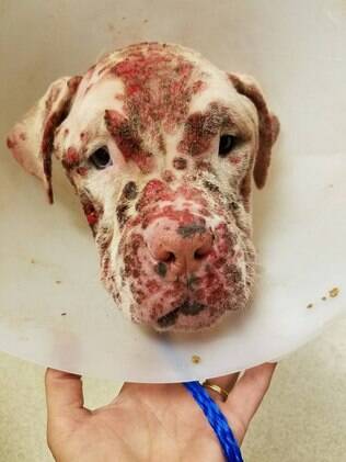 O pitbull de 10 meses foi atacado por milhares de abelhas