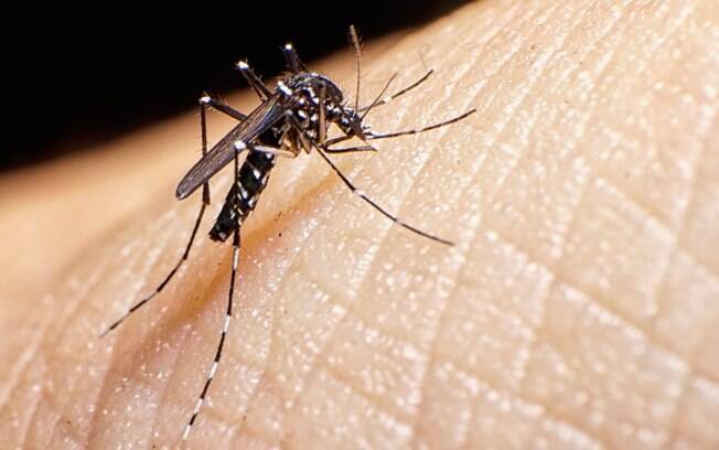O mosquito Aedes aegypti  transmissor da febre chikungunya, que pode causa artrite