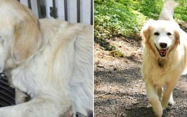 Cachorro abandonado, foi resgatado.