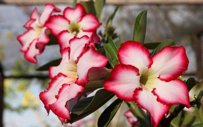 A flor rosa-do-deserto é originária do sul da África e se encaixa na família das suculentas