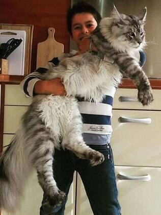 Os gatos gigantes chamam muita atenção
