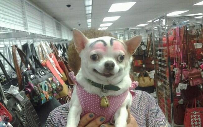 Cachorros com sobrancelhas