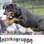 Olha só o empenho desse cachorro ao pular um obstáculo no Campeonato Nacional de Rottweilers na Alemanha (24/08/12) . Foto: EFE