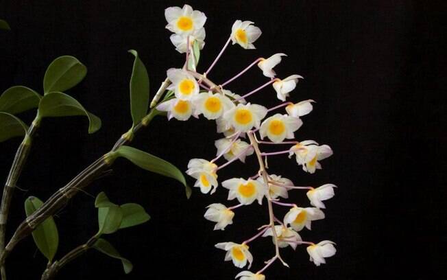Orquidea da espécie Dendrobium bronckartii amabile