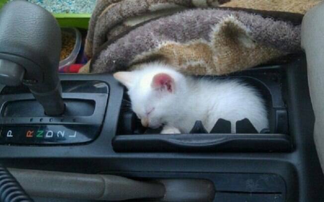 E esse gatinho dormindo dentro de um pequeno espaço do carro.
