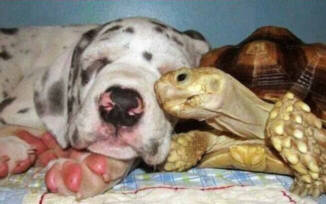Cão e tartaruga, EUA: Guppy (à esq.) chegou ao abrigo de animais Rock Ridge e logo fez amizade com Crouton. Foto: Reprodução/Facebook