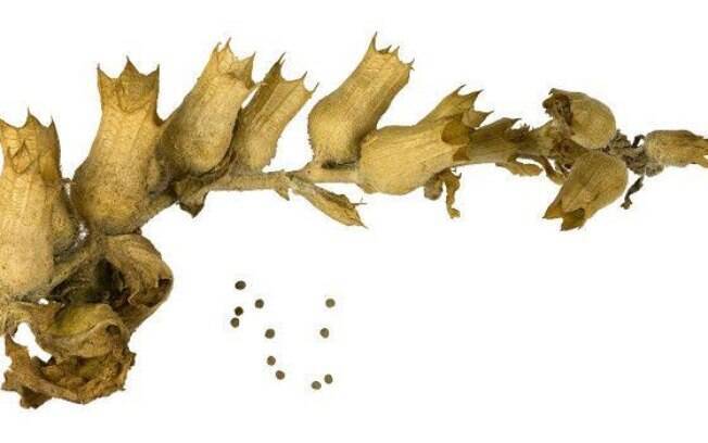Hyoscyamus niger era usada para tratar cáries por sua semelhança com os dentes Hyoscyamus niger era usada para tratar cáries por sua semelhança com os dentes