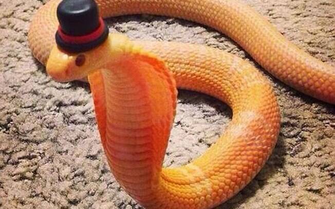 Uma cobra bem elegante de chapéu.