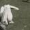 Pelicano come ave, Inglaterra: flagra no Parque St. James, em Londres, mostra pelicano oriental branco abocanhando uma ave. Foto: Reprodução/Youtube