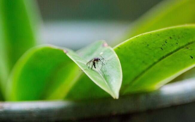 gua acumulada em vasos de planta pode se tornar um criadouro do mosquito Aedes aegypti