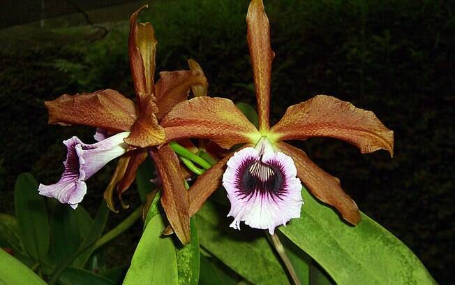 Orquídea da espécie Laelia tenebrosa colibri 