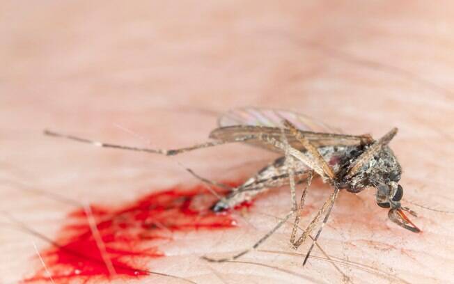 Mosquito Aedes aegypti é responsável pela transmissão do zika vírus, dengue e chikungunya