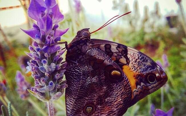 A flor de lavanda atrai lindas borboletas