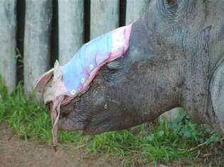 Veterinários temem que sem a proteção, larvas de mosquito possam se criar no local ferido