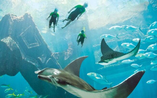 Mergulho com animais marinhos no Atlantis