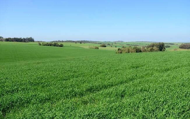 A agricultura é uma das atividades mais importantes para a economia do noroeste gaúcho