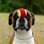 Quanto tempo será que demorou a ser feito esse clique do cão equilibrando a bolinha de tênis? . Foto: Paws Pet Photography/Paul Walker