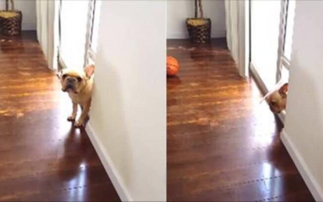 Cachorro saindo de fininho.
