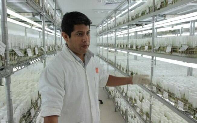 Laboratórios da CIP têm amostras de mais de 4 mil tipos de batata