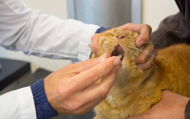 Na hora de dar remédio para gato conte sempre com a ajuda de outra pessoa