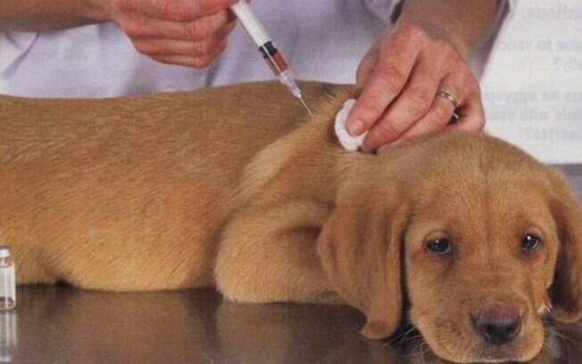 As vacinas para cachorro so muito importantes para a sade dos animais e de seus donos 