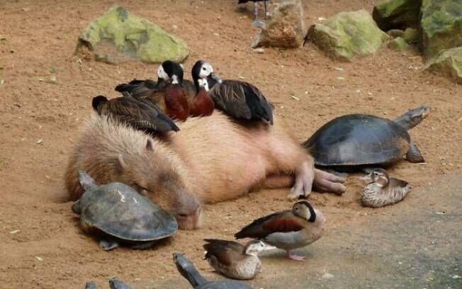 Uma capivara fazendo uma social de fim de semana com patos e tartarugas.