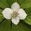 Uma das mais rápidas do mundo, esta árvore do Canadá faria inveja a Usain Bolt. Conhecida como "bunchberry dogwood", suas flores se abrem m menos de 0,5 milissegundos. Foto: Ken Collet