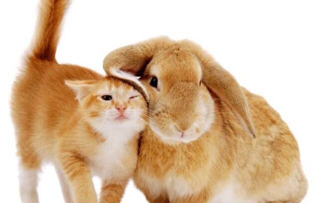 Gato e coelho