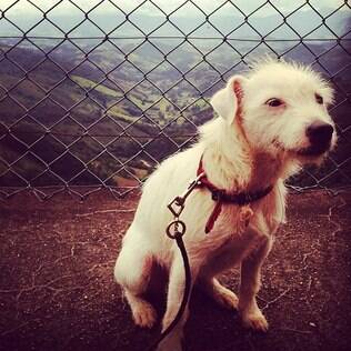 Foto da cachorrinha publicada por Marília Gabriela