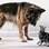 Chamego ou disputa? A pose dos dois pets sugere interpretações diferentes . Foto: Paws Pet Photography/Paul Walker