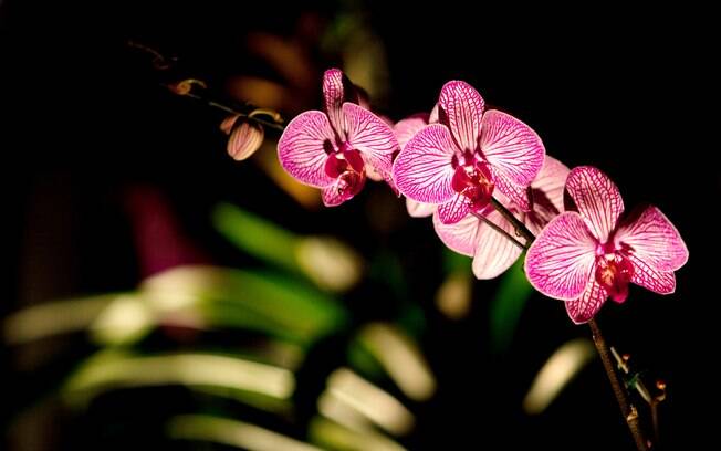 Orquídea da espécie Miniorquídea