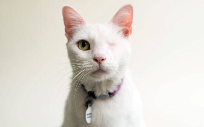 Daisy veio de um tutor que acumulava mais de 100 gatos, a maioria deles estavam muito doente.