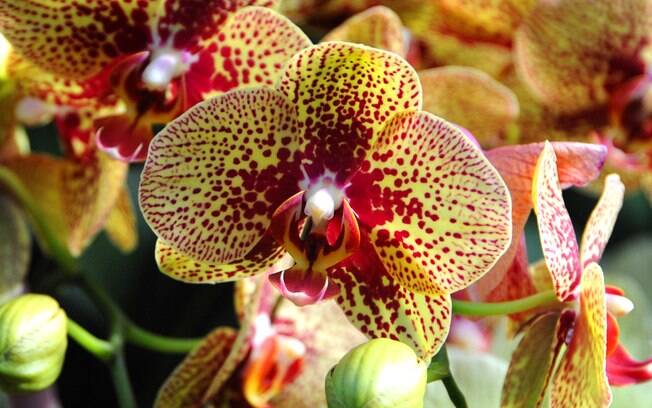 Orquídea da espécie Phalaenopsis charmer cu