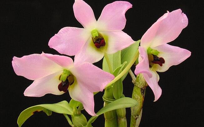 Orquídea da espécie Dendrobium tuananhi 
