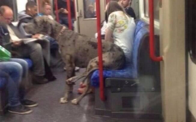 Um cachorro sentado no metrô.