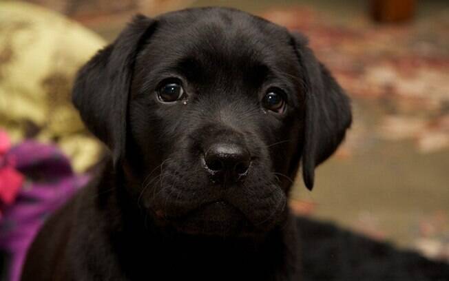Cachorro pretinho.
